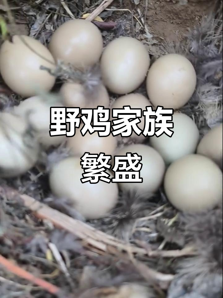 野鸡频繁现身,蛋满地跑,小家伙们叽喳不停!