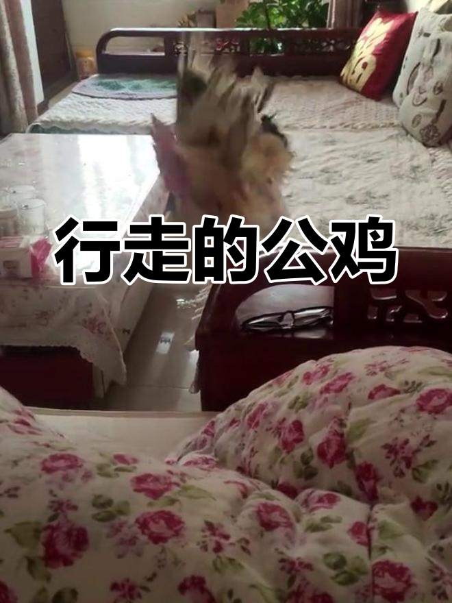 公鸡打鸣闹钟来袭,快起床!