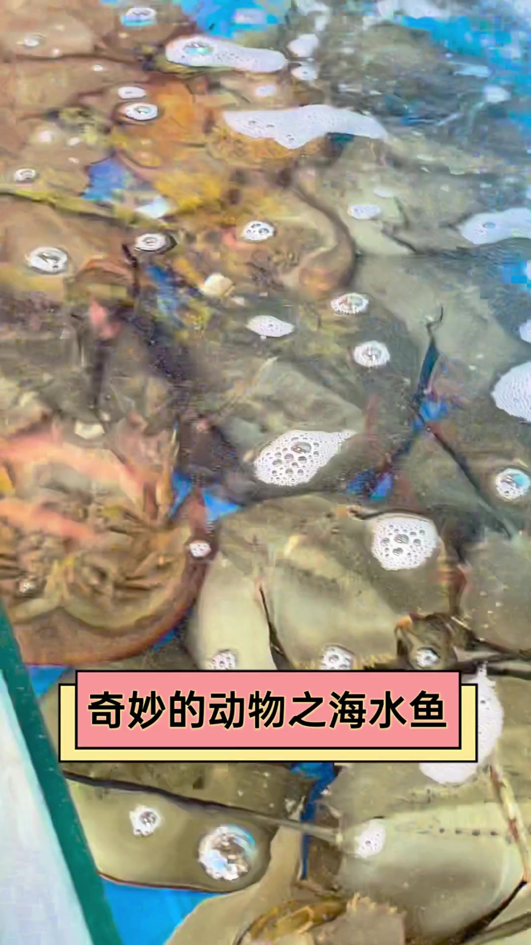 奇妙的动物之海水鱼