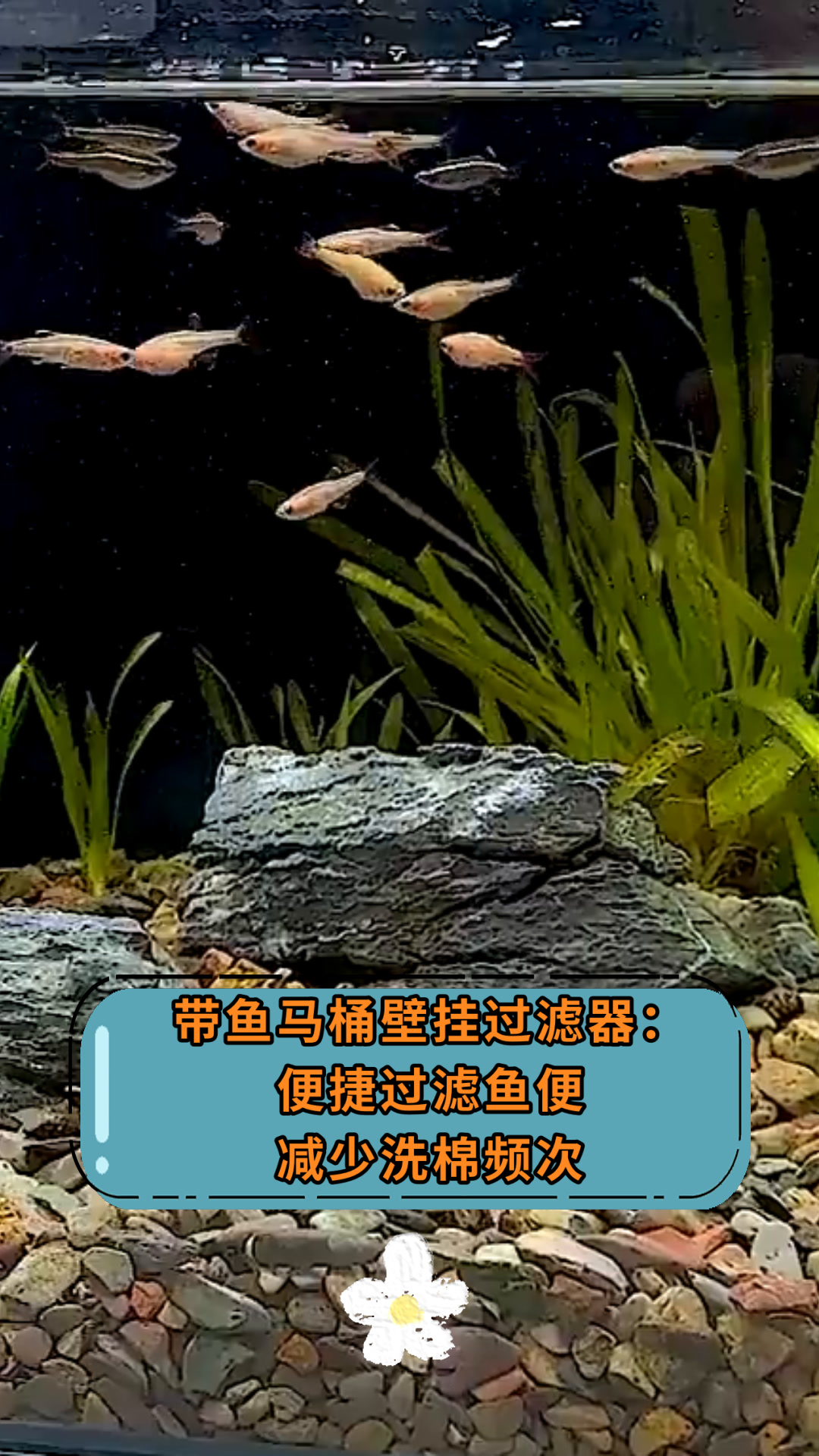 带鱼马桶壁挂过滤器:便捷过滤鱼便减少洗棉频次