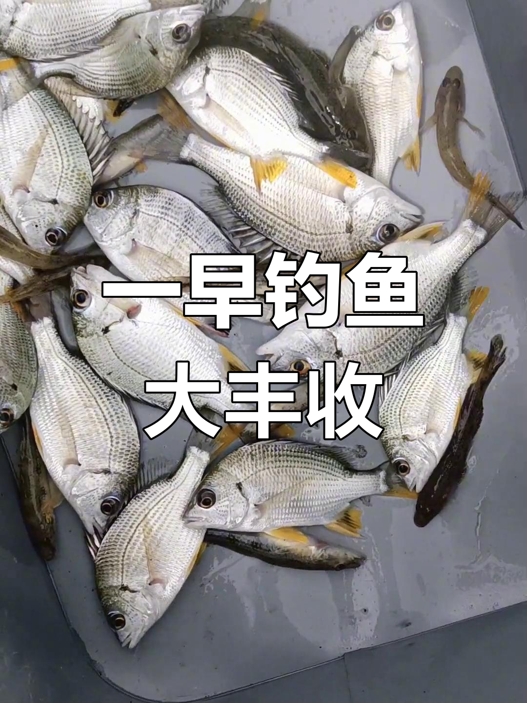 清晨野钓黄脚腊,收获满满一篓鱼