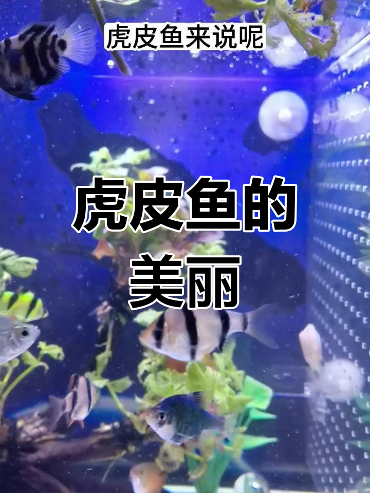 虎皮鱼,色彩斑斓如虎纹,体型小巧