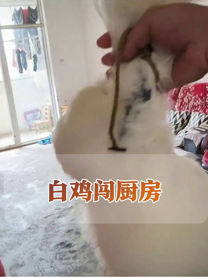 男子拎肥鸡闯厨房,媳妇炒菜时回头反应太真实