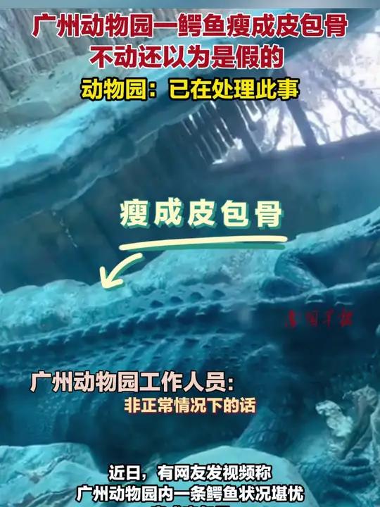 广州动物园一鳄鱼瘦成皮包骨,不动还以为是假的,动物园:已在处理此事 鳄鱼 广州动物园 热点