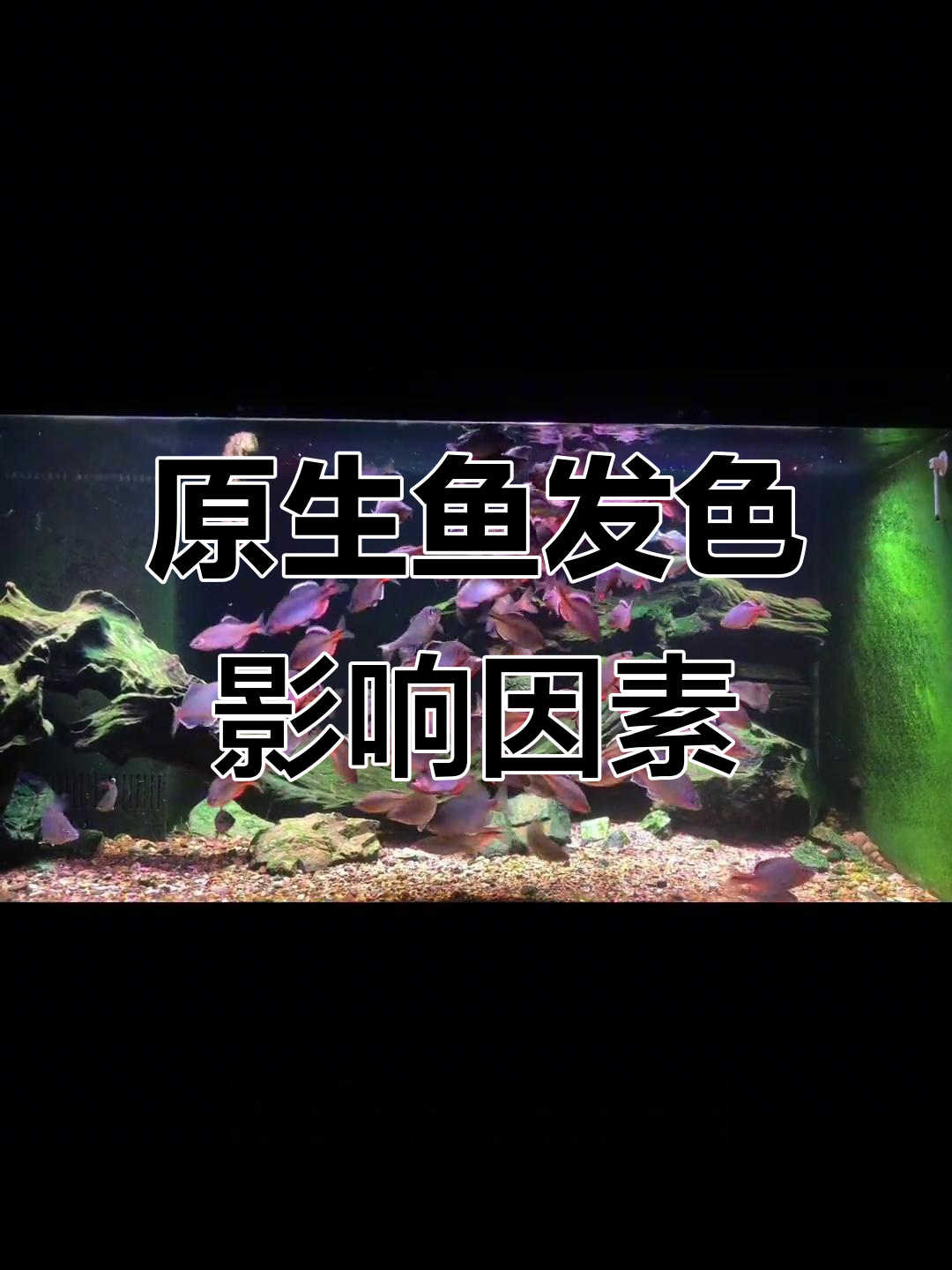 灯光、温度如何影响原生鱼发色？看这些关键因素
