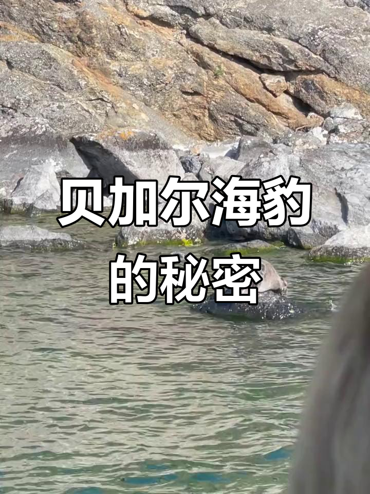 贝加尔湖奥利洪岛的海豹与神秘海报