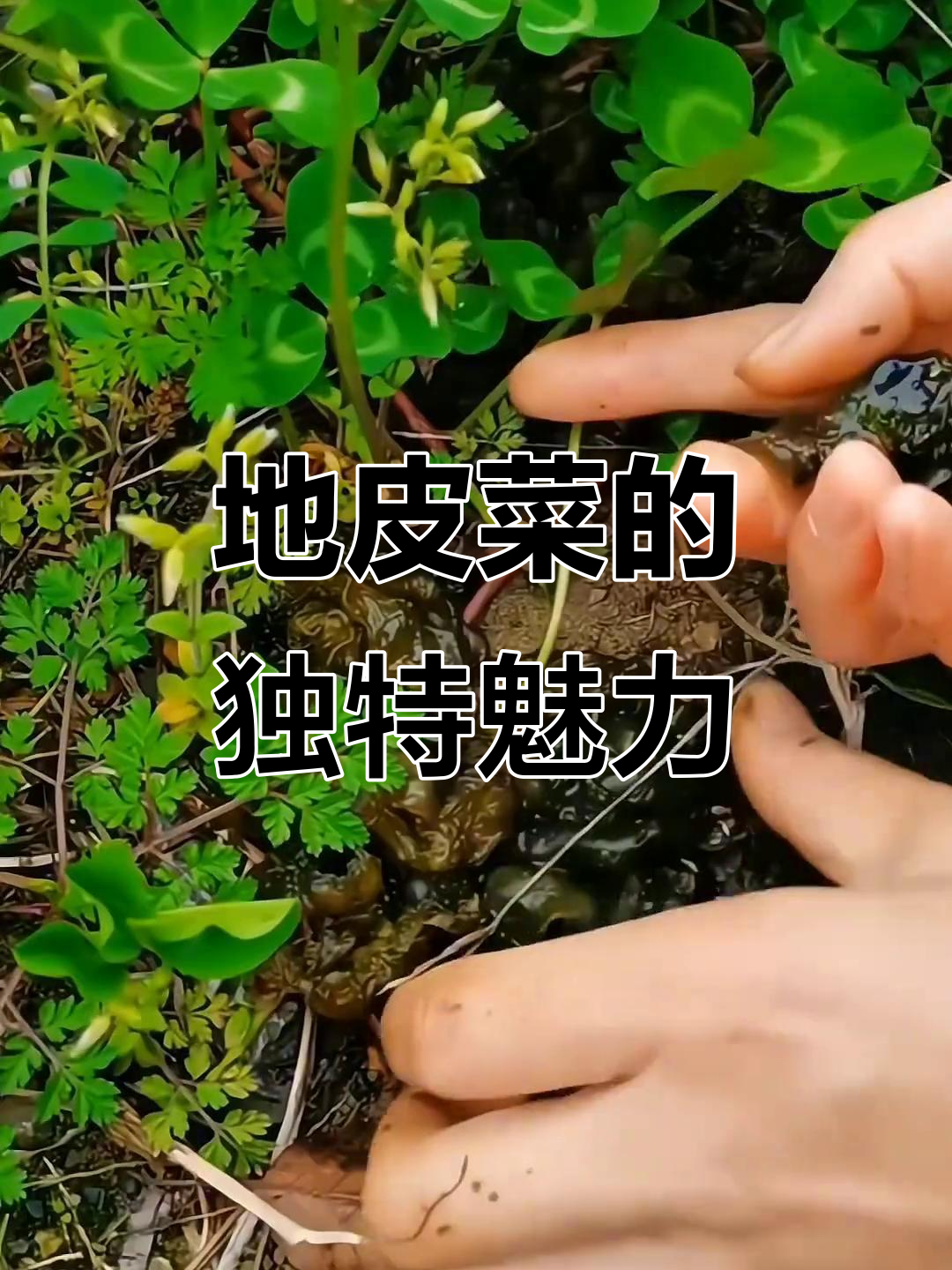 雨后野菜,地皮美味十足,包子菜肴皆宜!