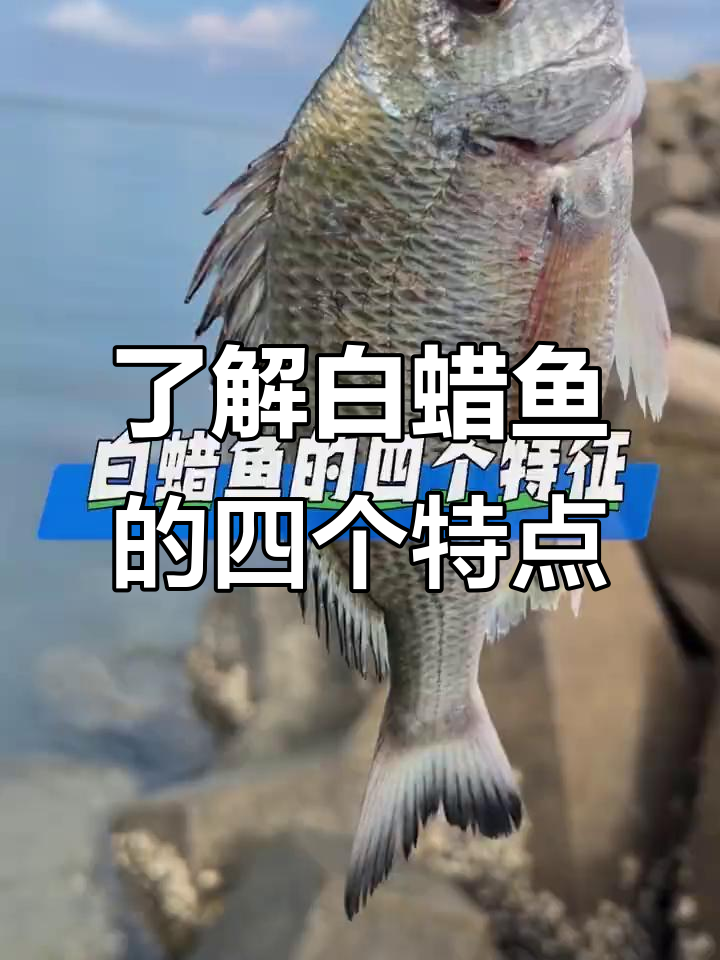 白蜡鱼四大特征揭秘:银白背鳍与尾鳍的独特魅力