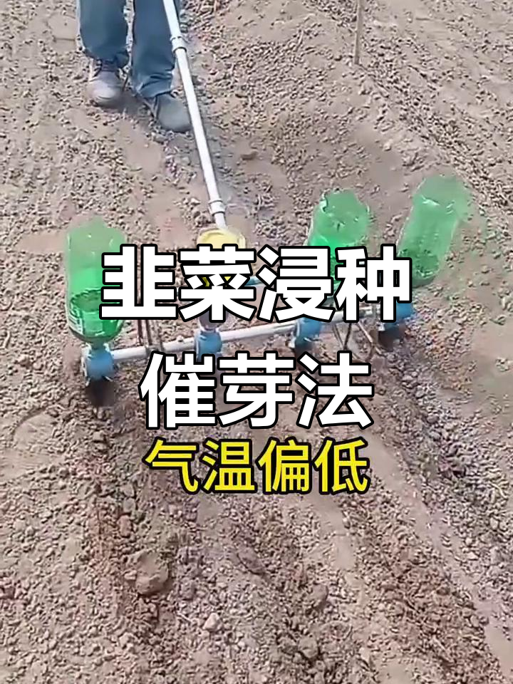 韭菜种子催芽技巧,掌握浸种方法让出苗更快