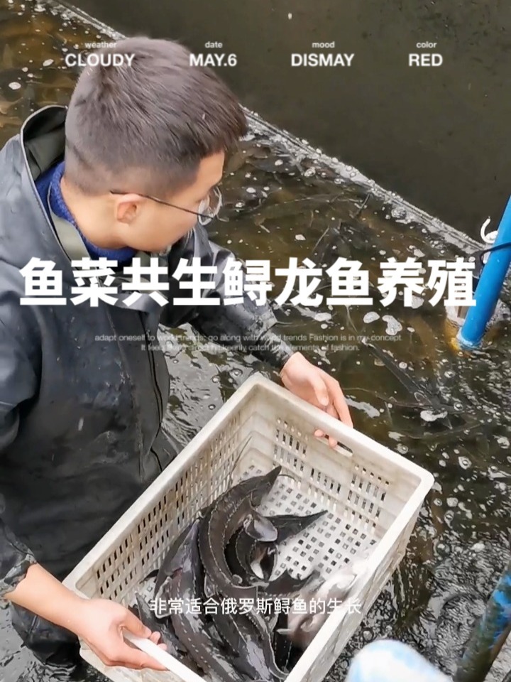 很多人都不相信鱼菜共生可以养殖鲟龙鱼