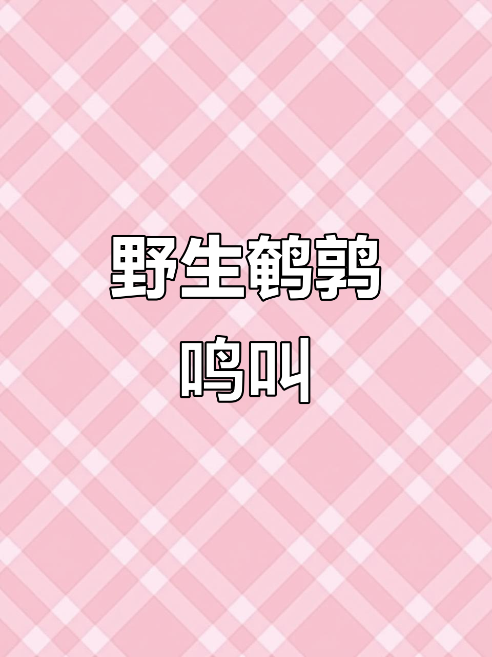 野生鹌鹑叫声大揭秘,斗鹌鹑的独特魅力