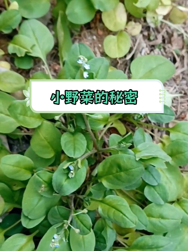 附地菜:一年生草本植物,蓝色小花与黄瓜香