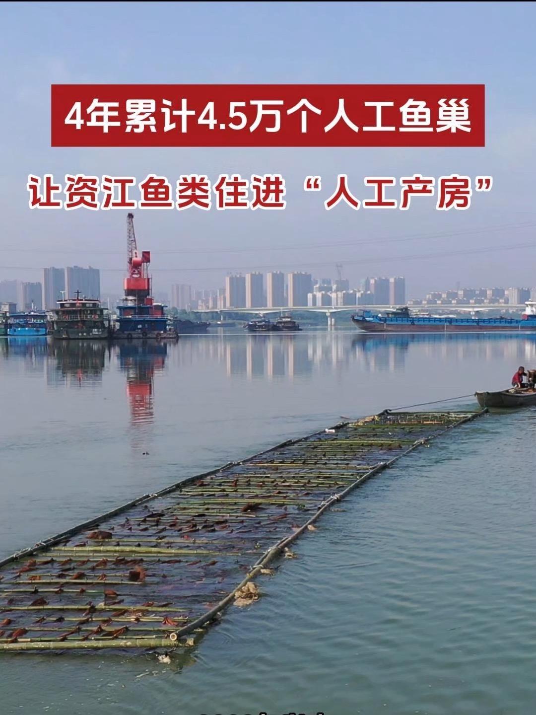 益阳 资阳区畜牧水产事务中心4年设置4.5万个人工鱼巢,让资江鱼类住进“人工产房”。(记者