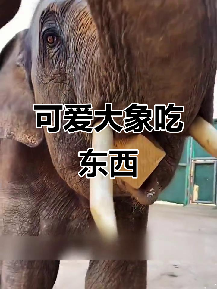 大象吃面包、踩核桃,萌态十足