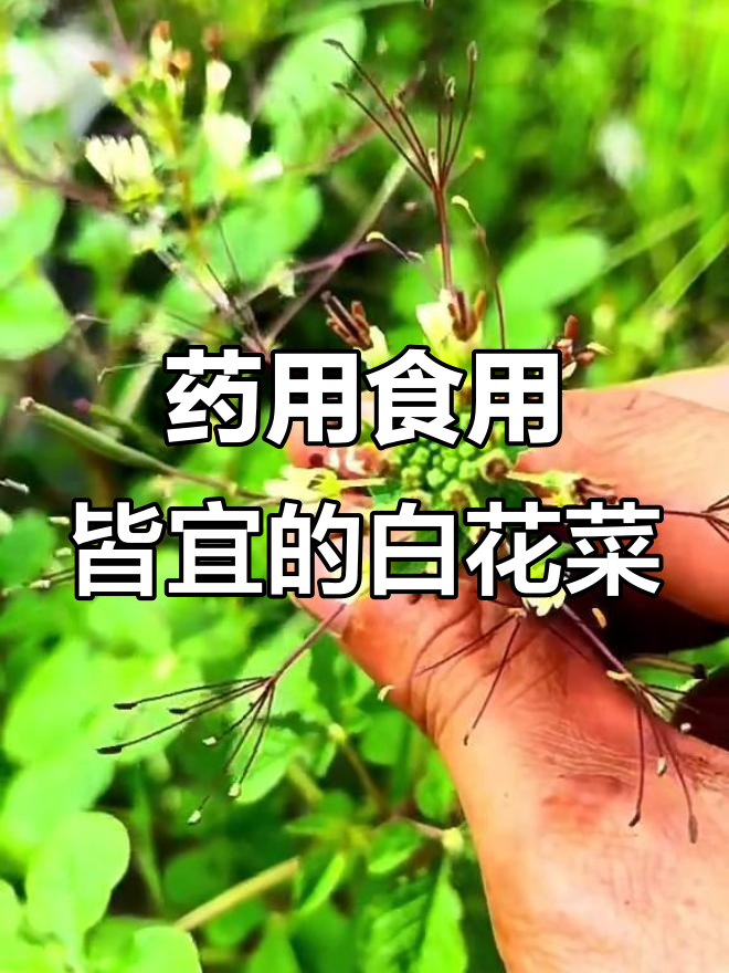 白花菜:药食两用的神奇植物,农村常见却价值巨大