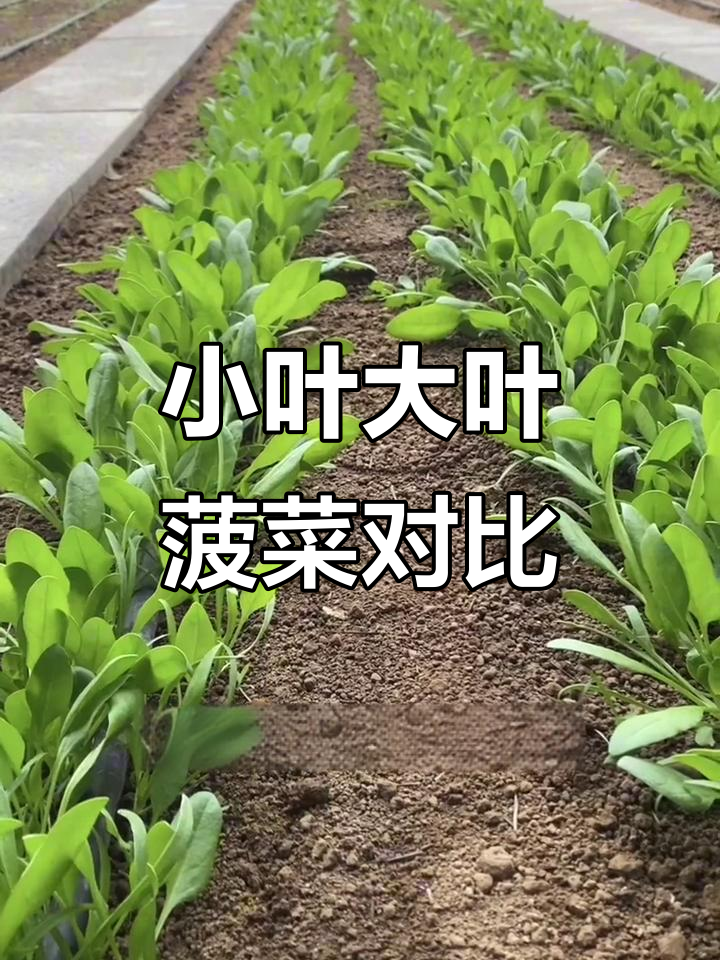 菠菜抗冻又耐热,小叶大叶口感差异揭秘