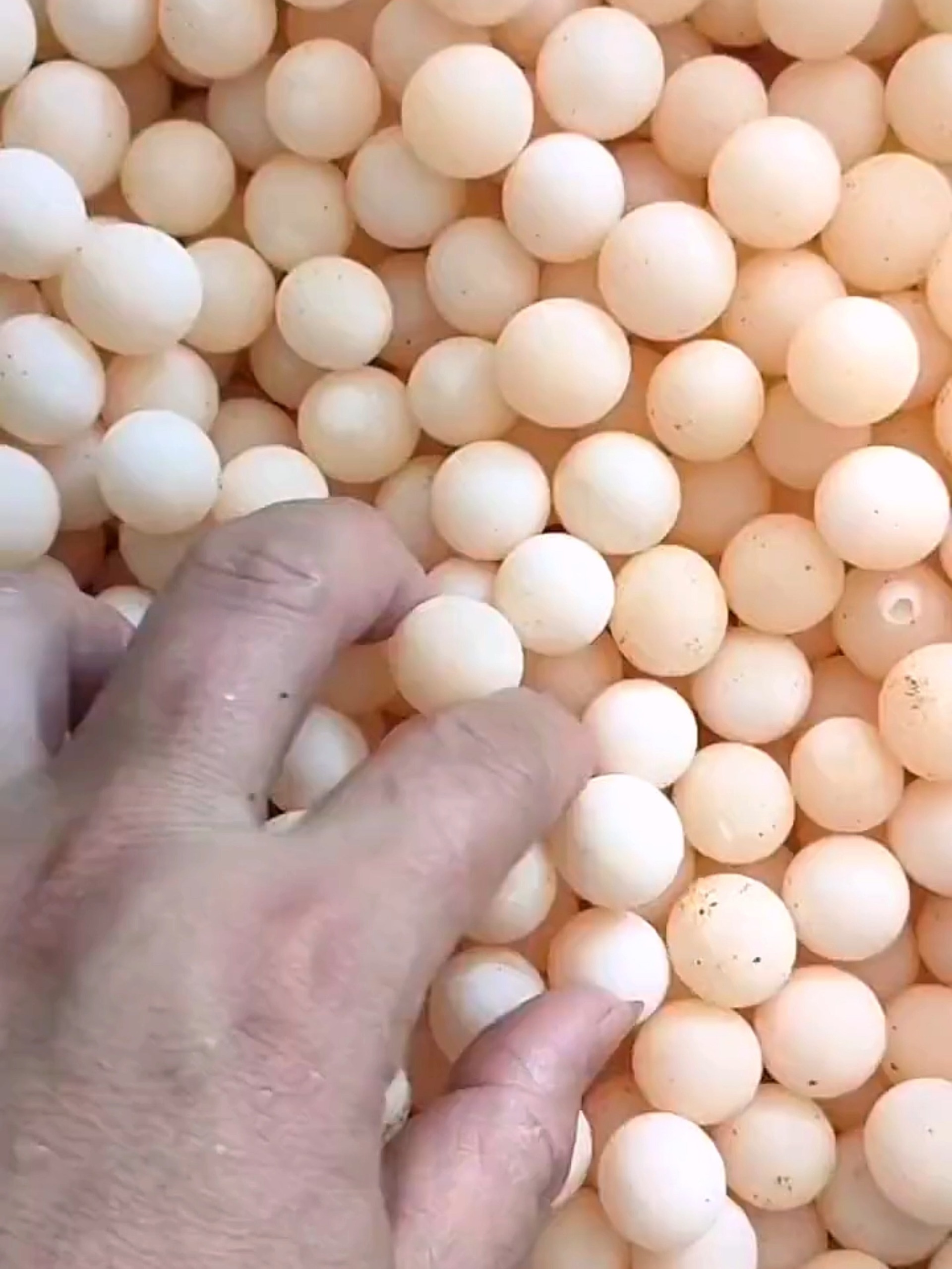 甲鱼蛋怎么做好吃?