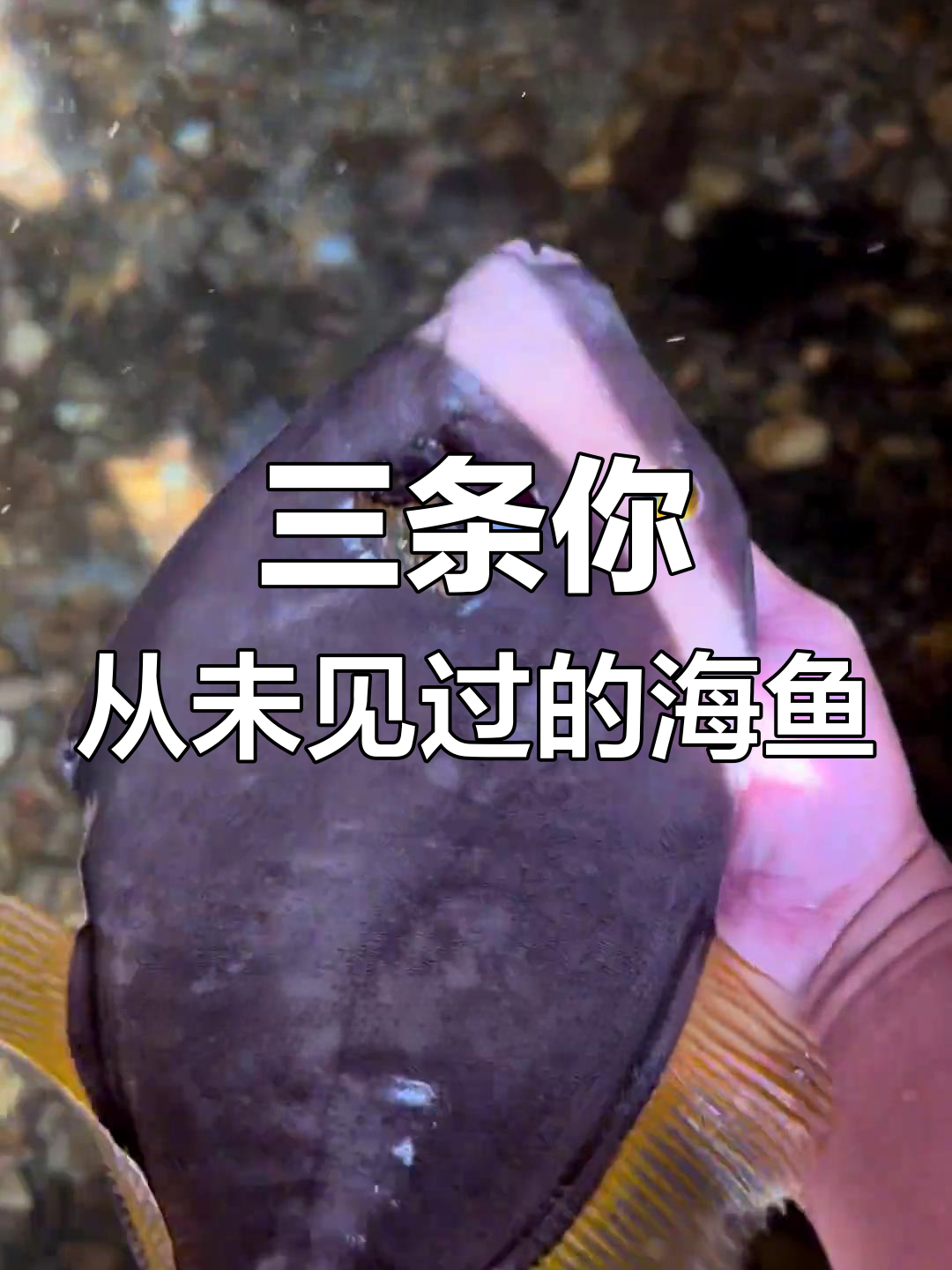 海南罕见鱼种大揭秘,神秘炮弹鱼和精灵鲷亮相