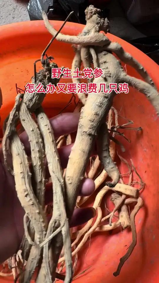 挖野生土党参人最怕的事发生了!太恐怖,家里老母鸡见到拔腿就跑!