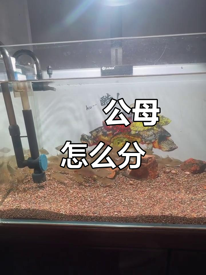 如何分辨鳑鲏公母？简单方法教你轻松辨别