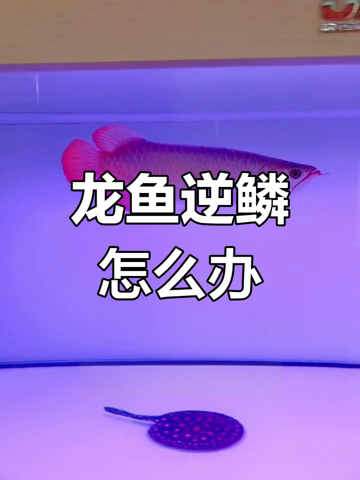 龙鱼鳞片翘起?这些原因和应对方法你必须知道