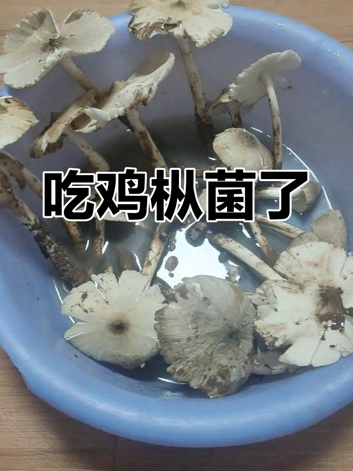 浙江野生鸡枞菌,味道鲜美