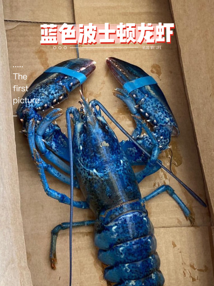 「蓝色变异」波士顿龙虾视频