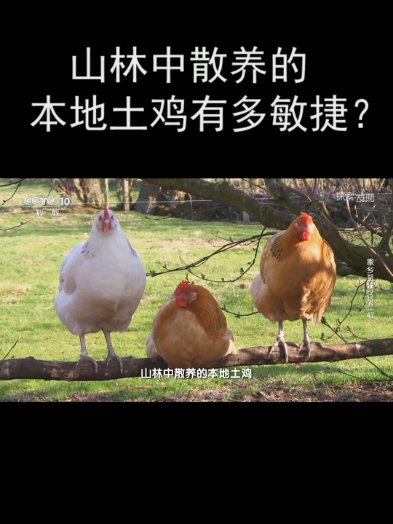 山林中散养的本地土鸡有多敏捷?