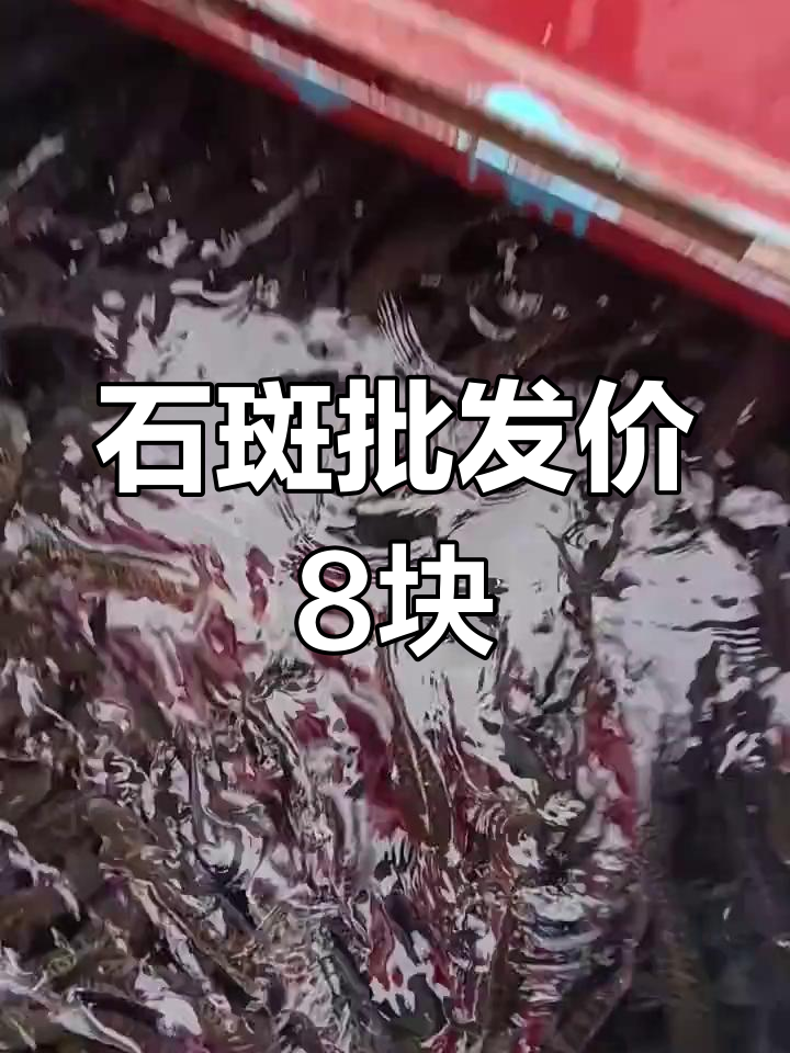 淡水石斑鱼,8元一斤