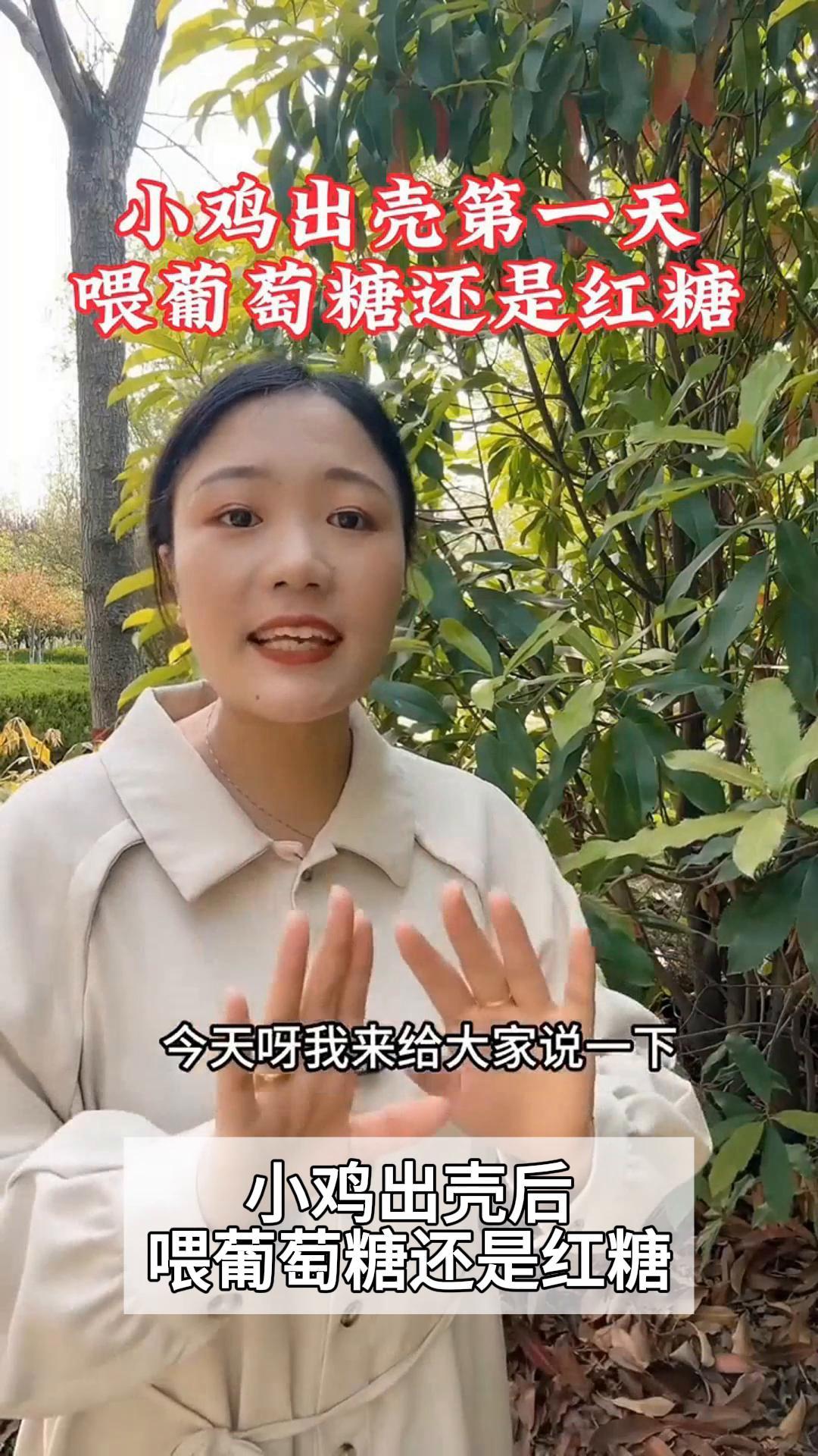 小鸡出壳后,喂葡萄糖还是红糖?