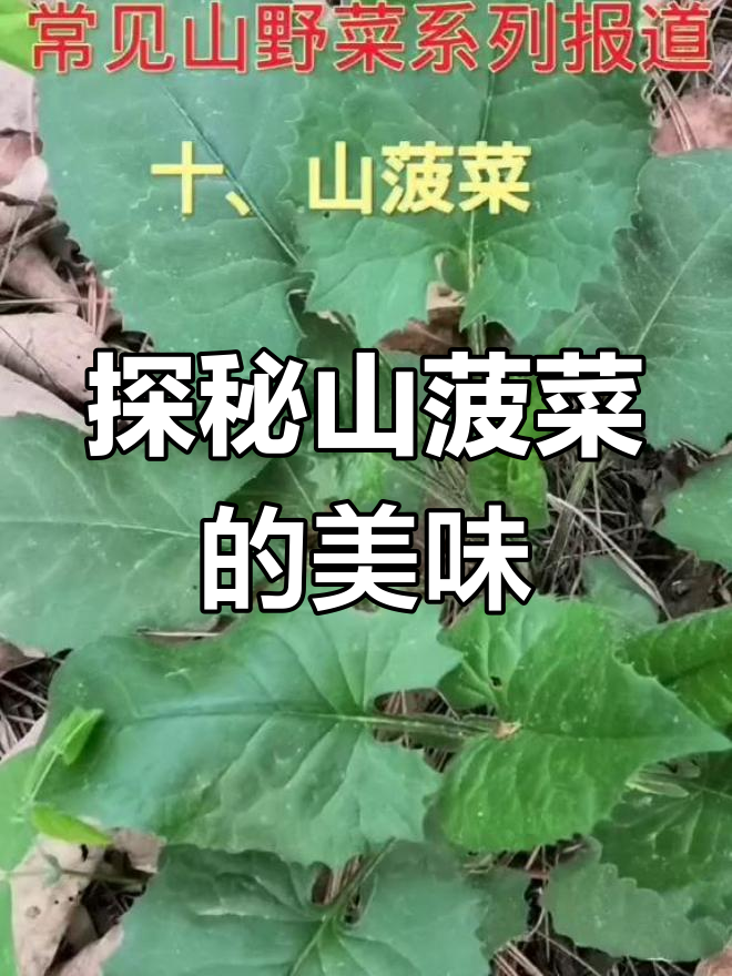 山菠菜的独特美味与吃法,微甜带苦,山林中的珍品