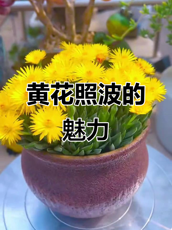 黄花照波：多肉植物的美丽与魅力