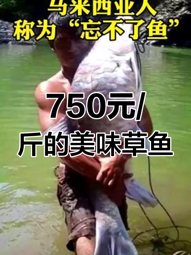 750元一斤的草鱼,鳞片比肉更美味!