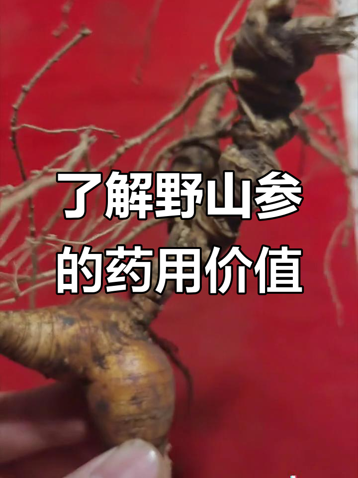 探秘野山参的神奇功效与主治作用