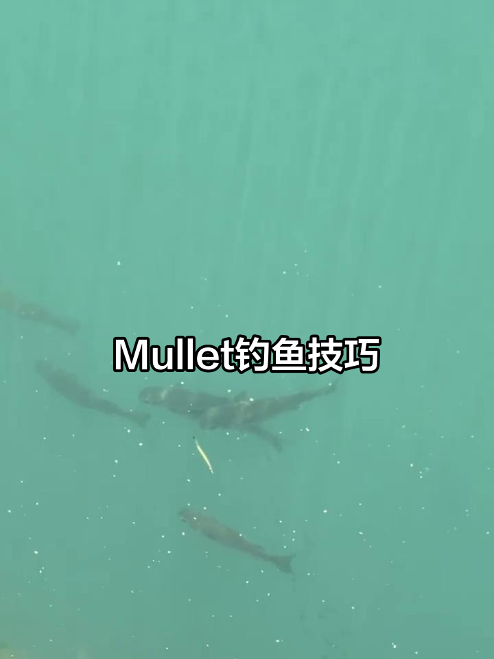 鲻鱼钓法全解析:如何轻松捕捉Mullet