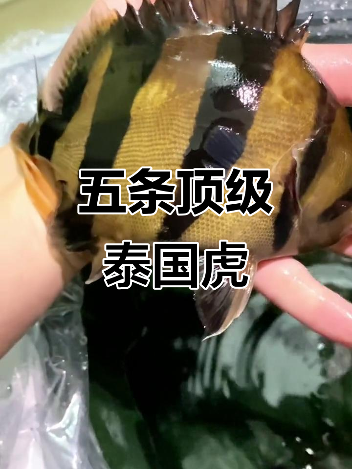 泰国虎鱼养殖大揭秘,五条精挑细选的万元户