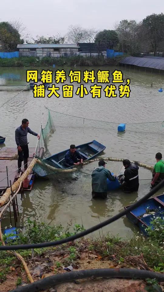 饲料鳜鱼 饲料鳜 网箱养殖 捕大留小 桂花鱼