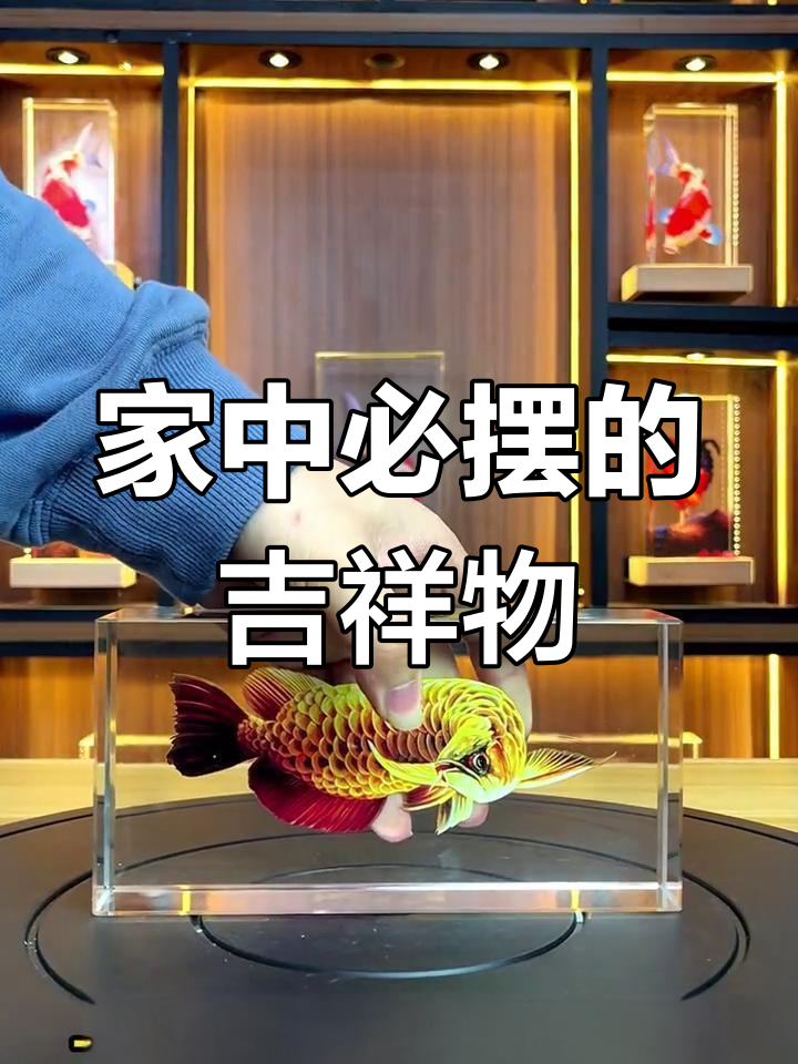 家居装饰必备:锦鲤、金龙鱼与红龙鱼的吉祥寓意