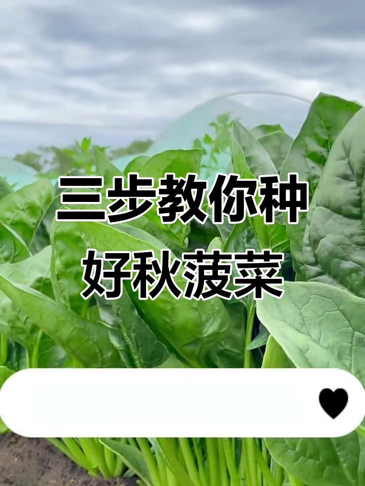 9月秋天种菠菜,三步搞定第一茬!