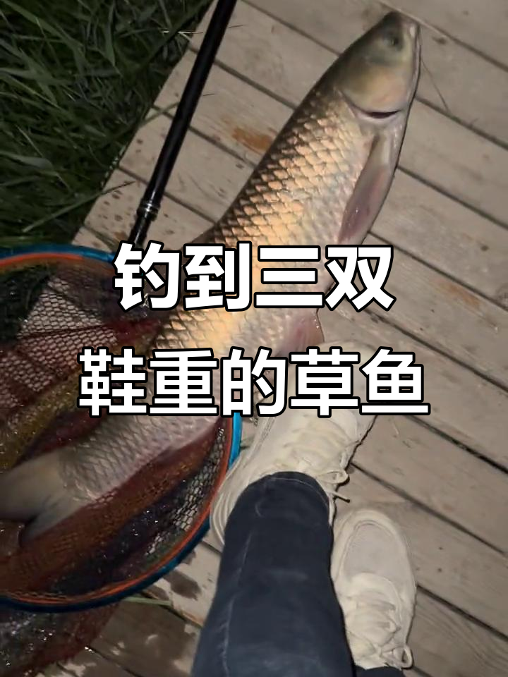 刘家峡水库钓鱼,三个半鞋子草鱼重多少?