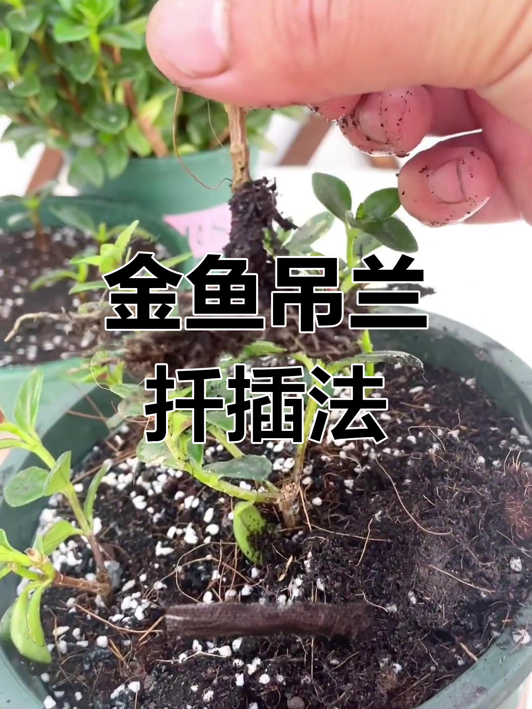 金鱼吊兰扦插技巧,快速生根成活率高