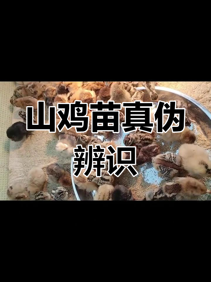 七彩山鸡苗真假辨别,教你轻松识别!