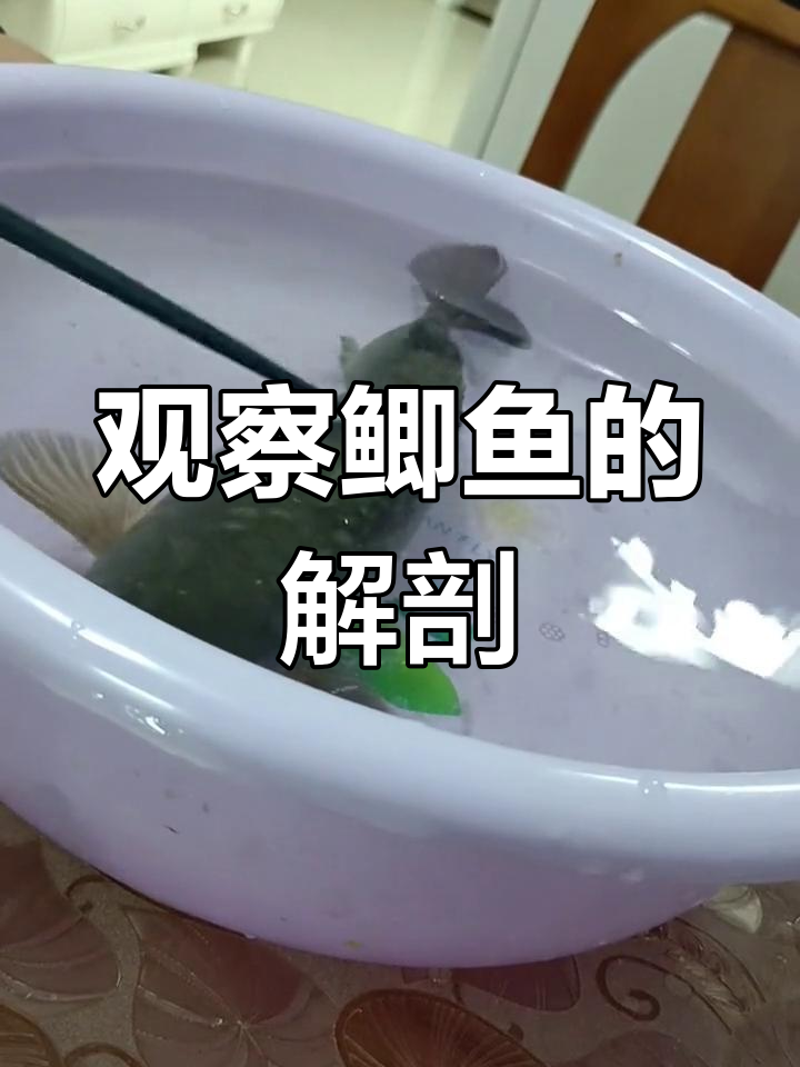 鲫鱼结构解析:形态、功能与适应