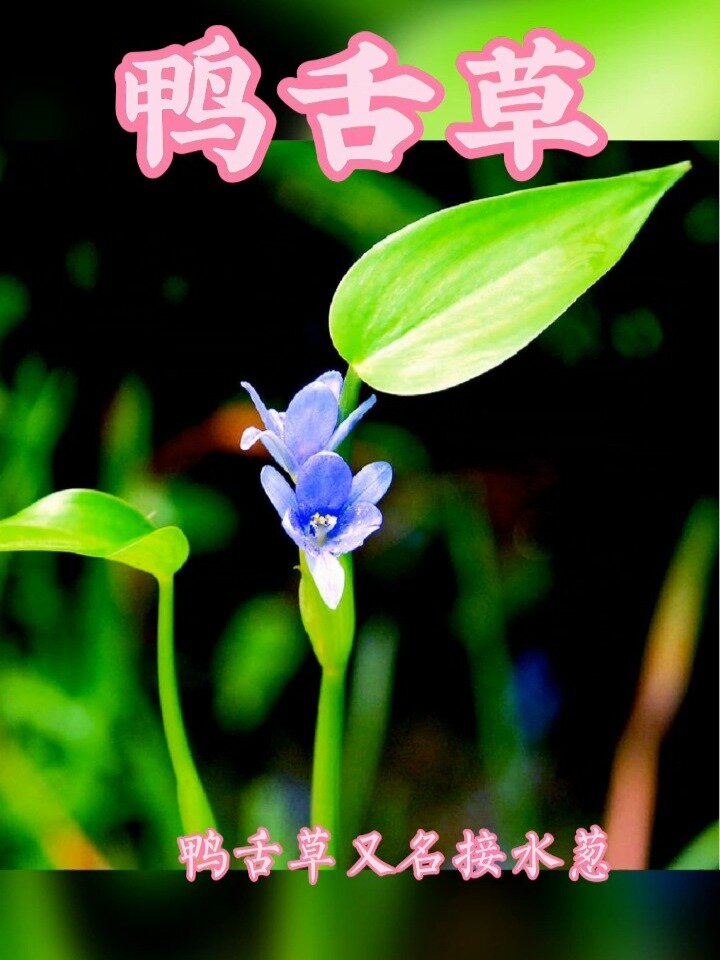 介绍鸭舌草
