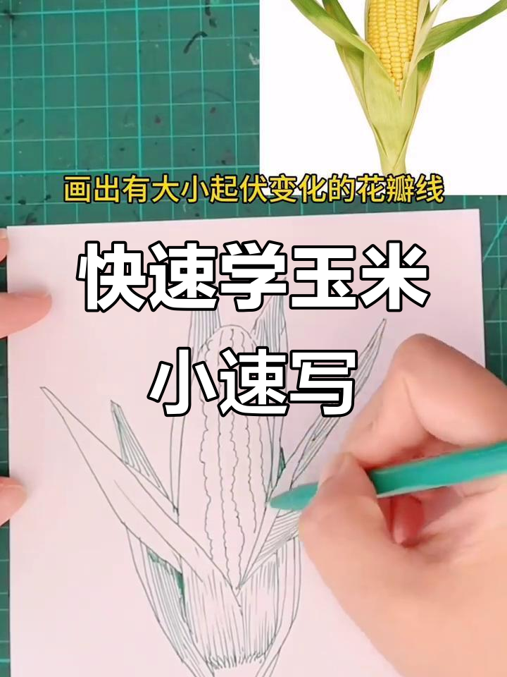 玉米画技巧大揭秘,轻松掌握米粒和叶脉细节