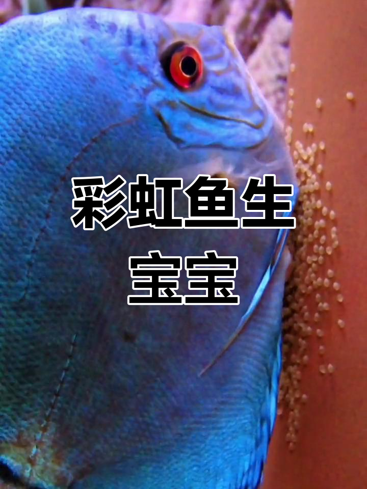 七彩神仙鱼繁殖全过程,公母配合默契产卵
