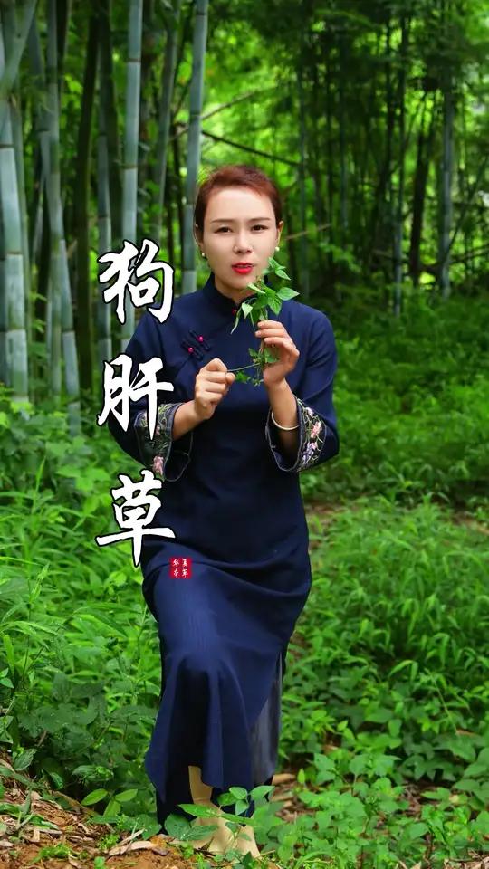 狗肝菜、姓胡的那个熏啊,很是讨厌,要认识这个植物哦狗肝菜