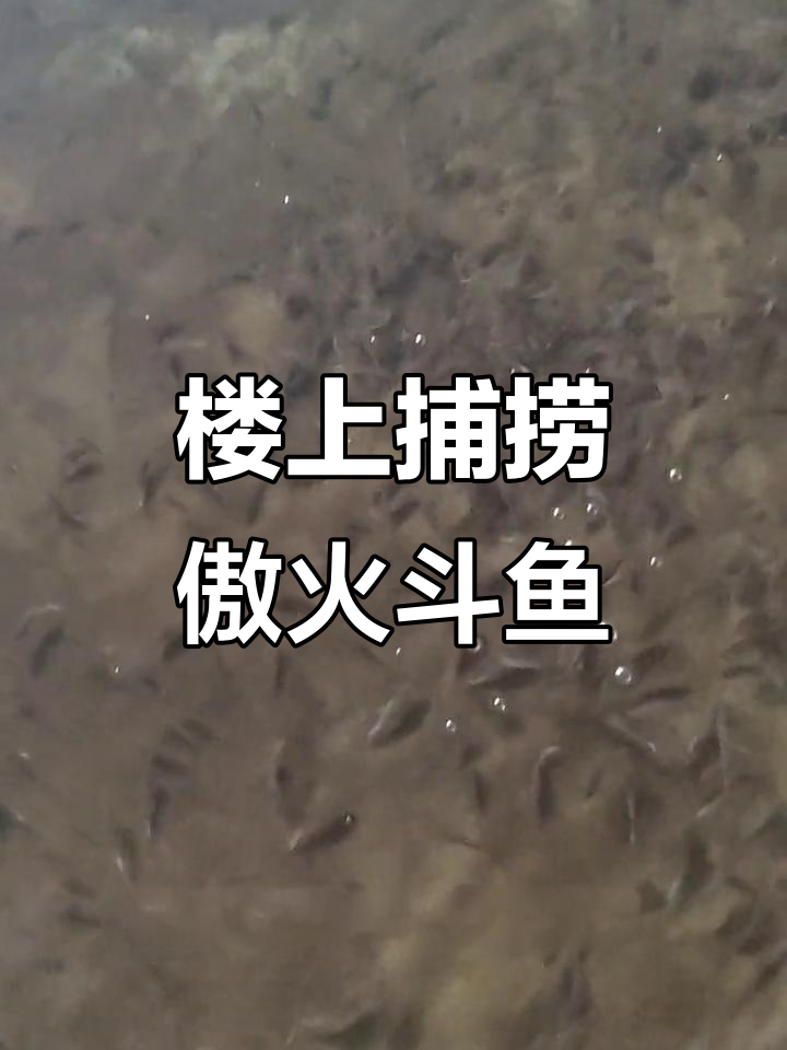 楼顶抓鱼大作战,傲火斗鱼繁殖基地揭秘
