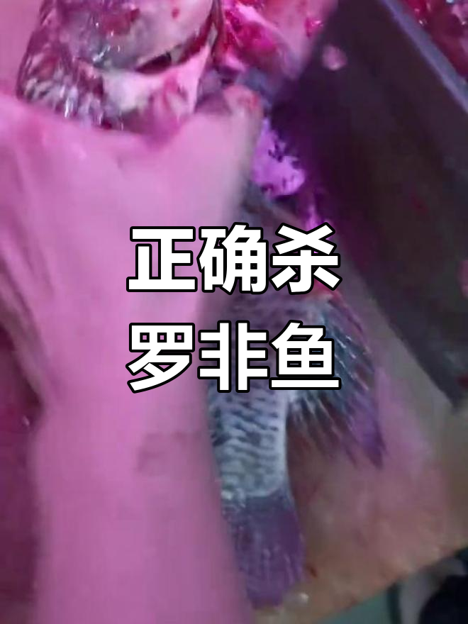 罗非鱼杀法全攻略