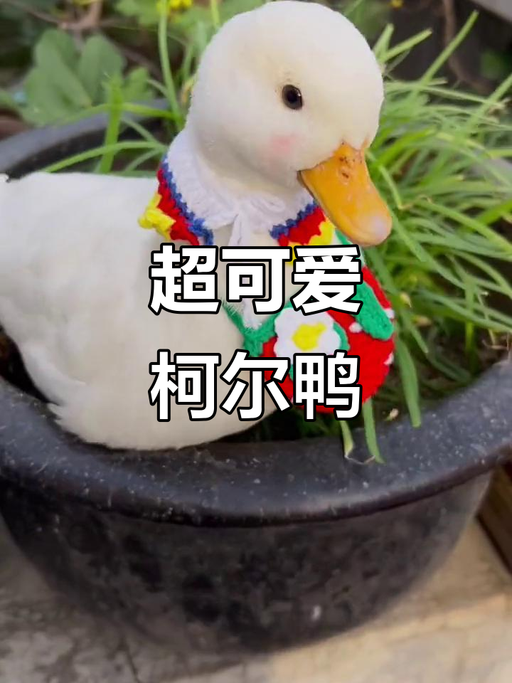 柯尔鸭的每一个动作都超萌,简直表情包制造机